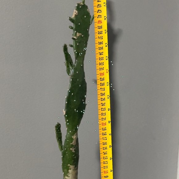 House plants cactus many year old - Picture 4 of 6